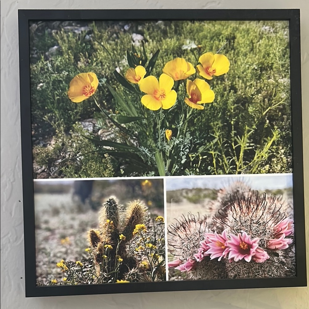 Desert Blooms Original Photo on canvas w/Black Frame